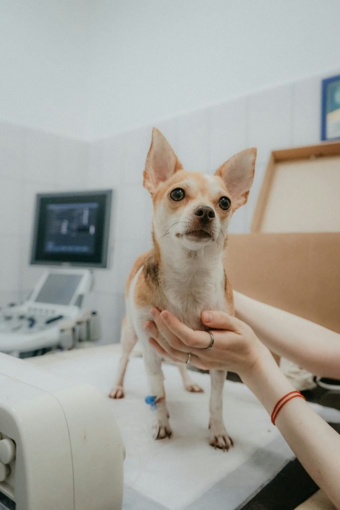Dog sitting on the examination table