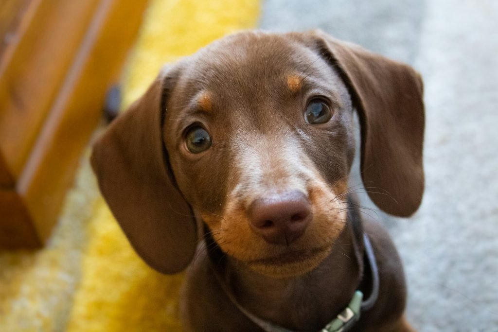 How to Read a Dog Food Label Like a Veterinarian at Home