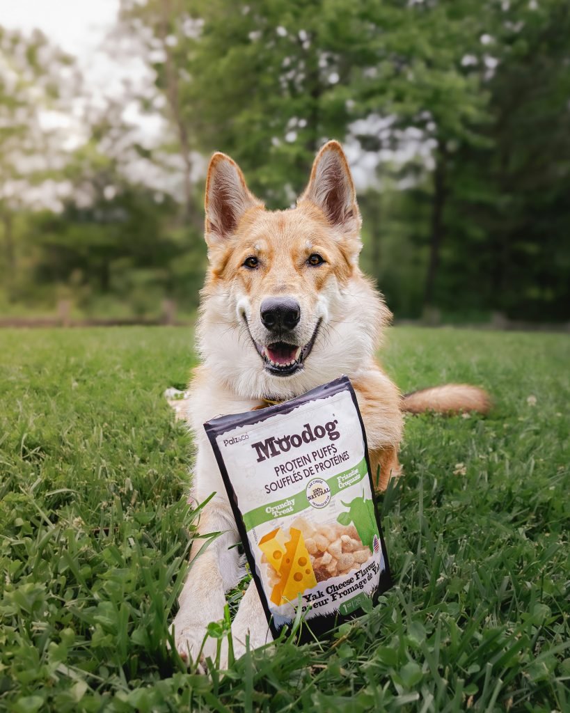 How to Read a Dog Food Label Like a Veterinarian at Home