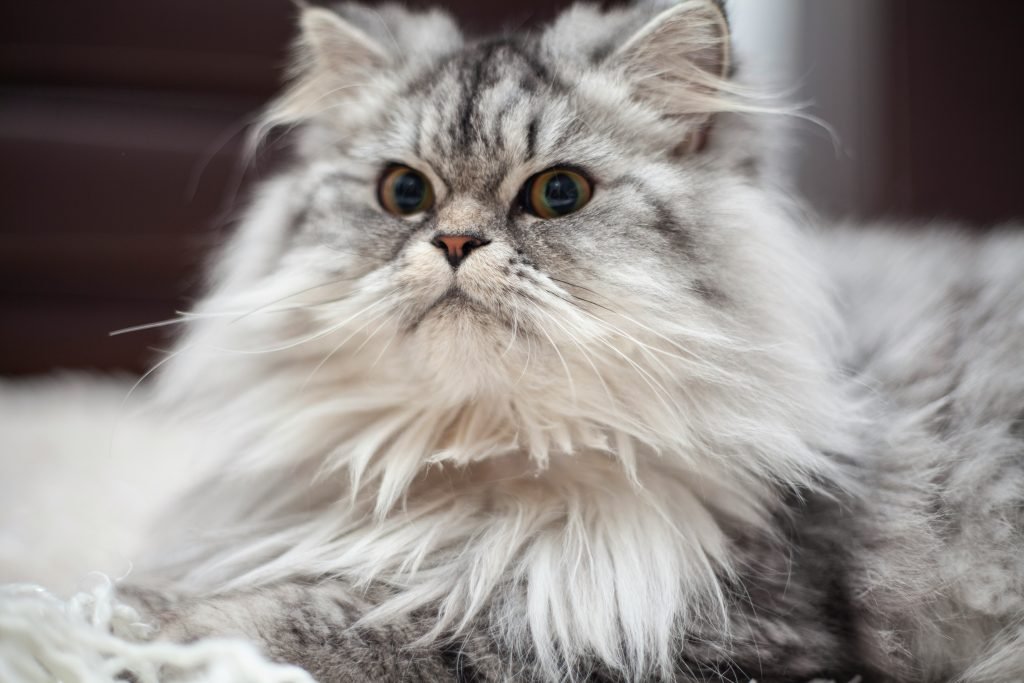 Photo by <a href="https://unsplash.com/@enginakyurt?utm_source=unsplash&utm_medium=referral&utm_content=creditCopyText">engin akyurt</a> on <a href="https://unsplash.com/photos/a-fluffy-gray-cat-laying-on-top-of-a-white-blanket-MPwI1E_pSvc?utm_source=unsplash&utm_medium=referral&utm_content=creditCopyText">Unsplash</a>
 