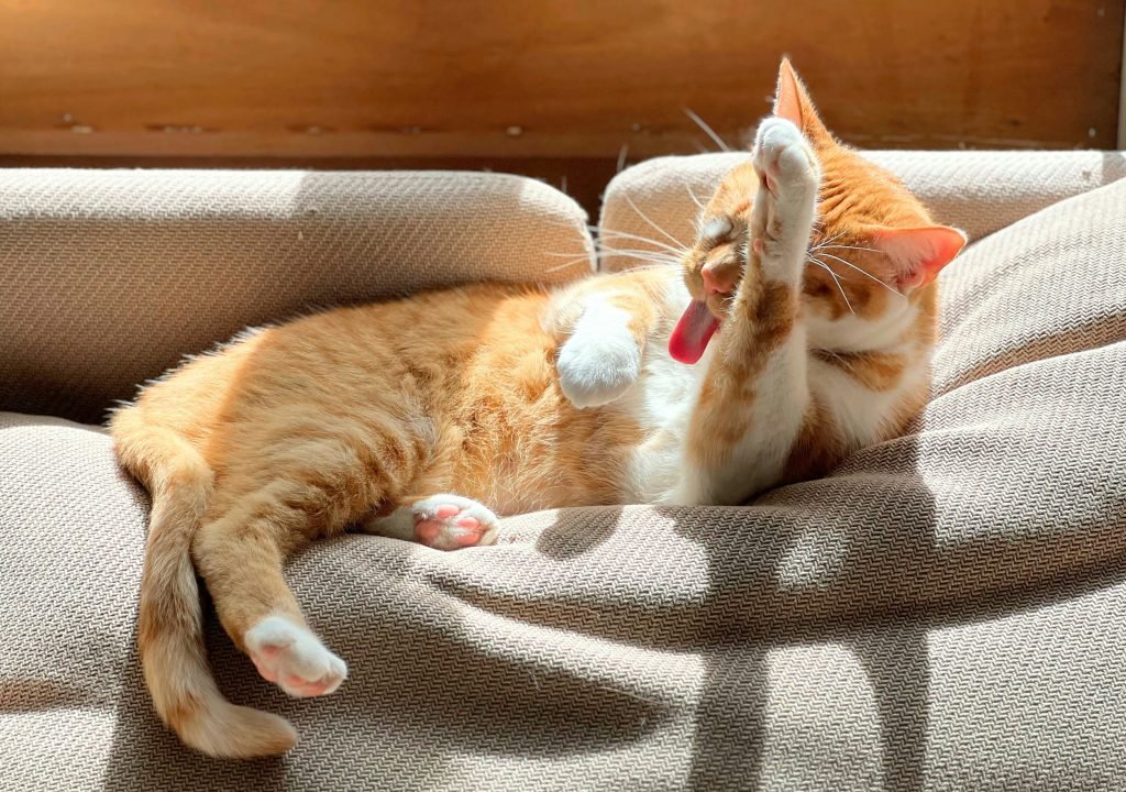 Photo by <a href="https://unsplash.com/@karinkim?utm_source=unsplash&utm_medium=referral&utm_content=creditCopyText">Karin Kim</a> on <a href="https://unsplash.com/photos/a-ginger-cat-relaxes-and-cleans-itself-4-eMYxIgeRE?utm_source=unsplash&utm_medium=referral&utm_content=creditCopyText">Unsplash</a>
 