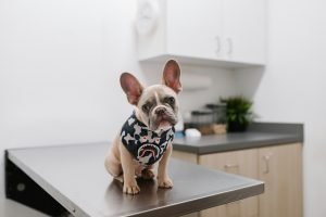 Dog sitting on the examination table