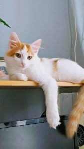 cat