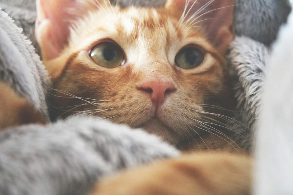 Close-up of an orange tabby kitten peeking out from a fluffy grey blanket