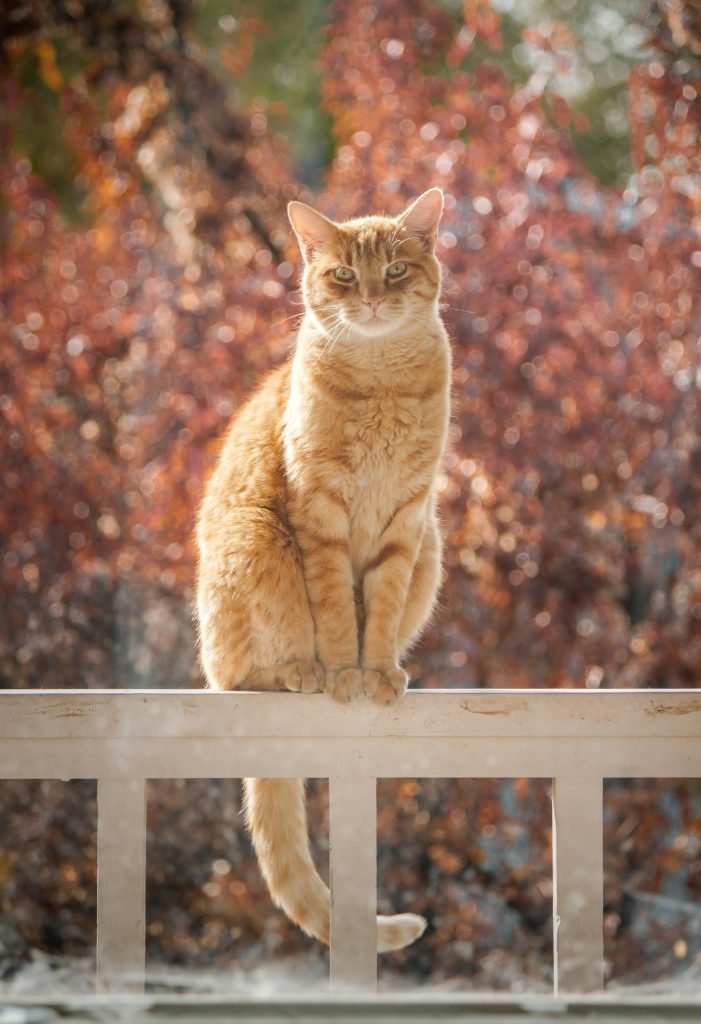 cat on bench