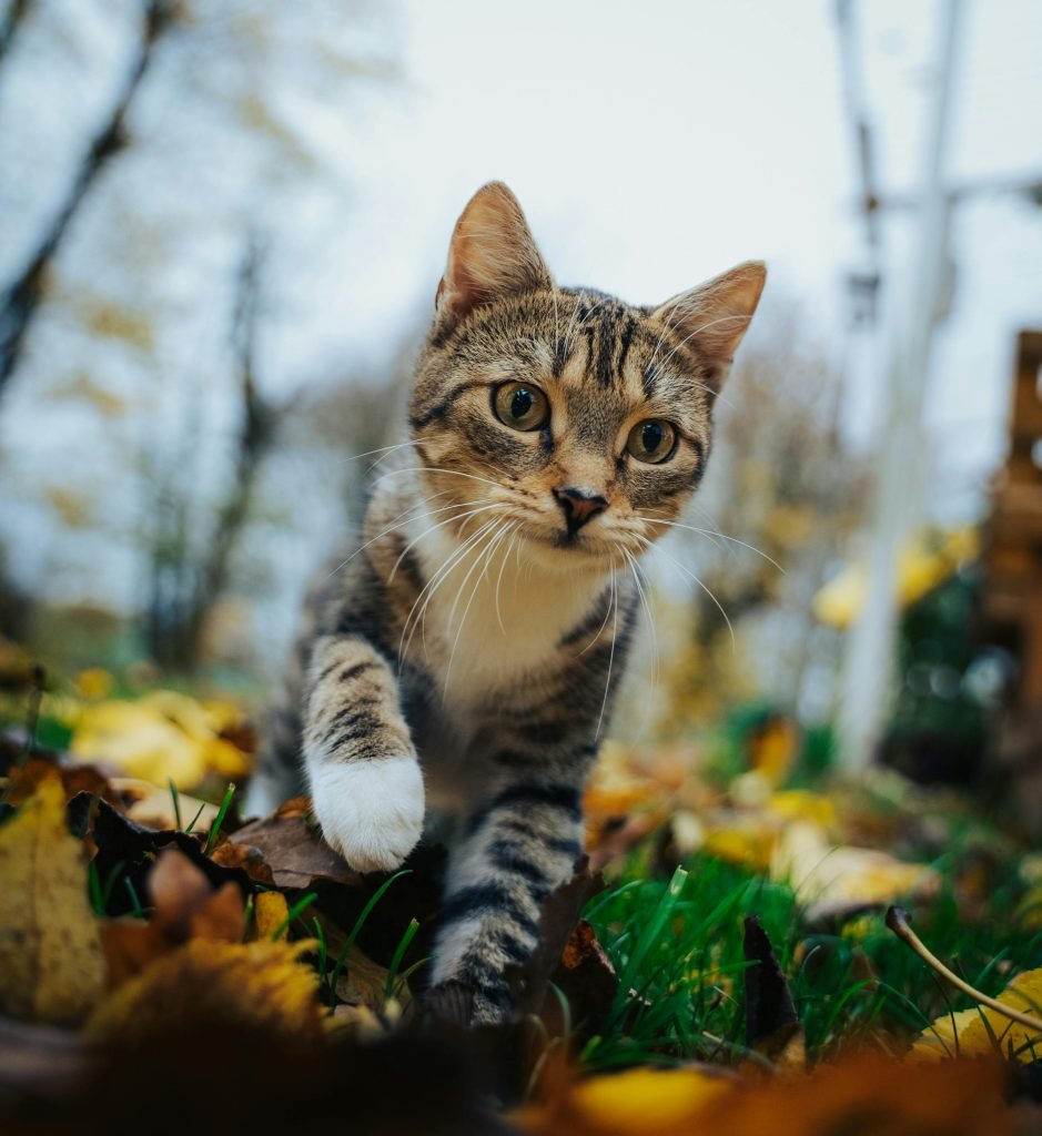 Cat sitting near its litter box at home