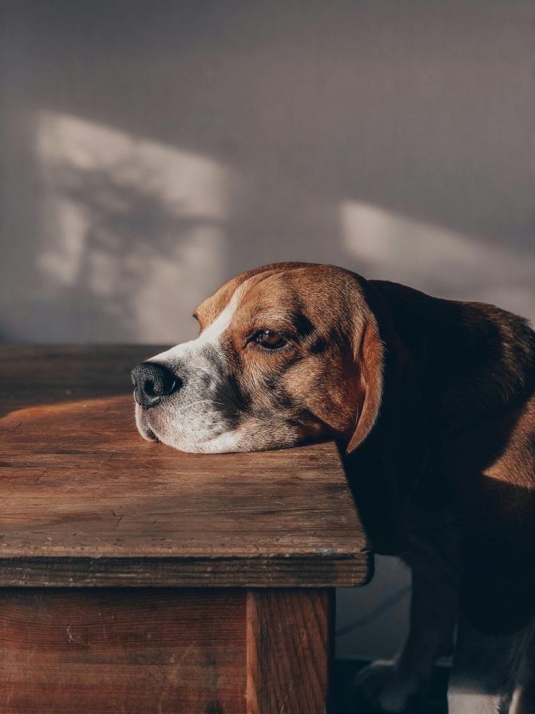 beagle table