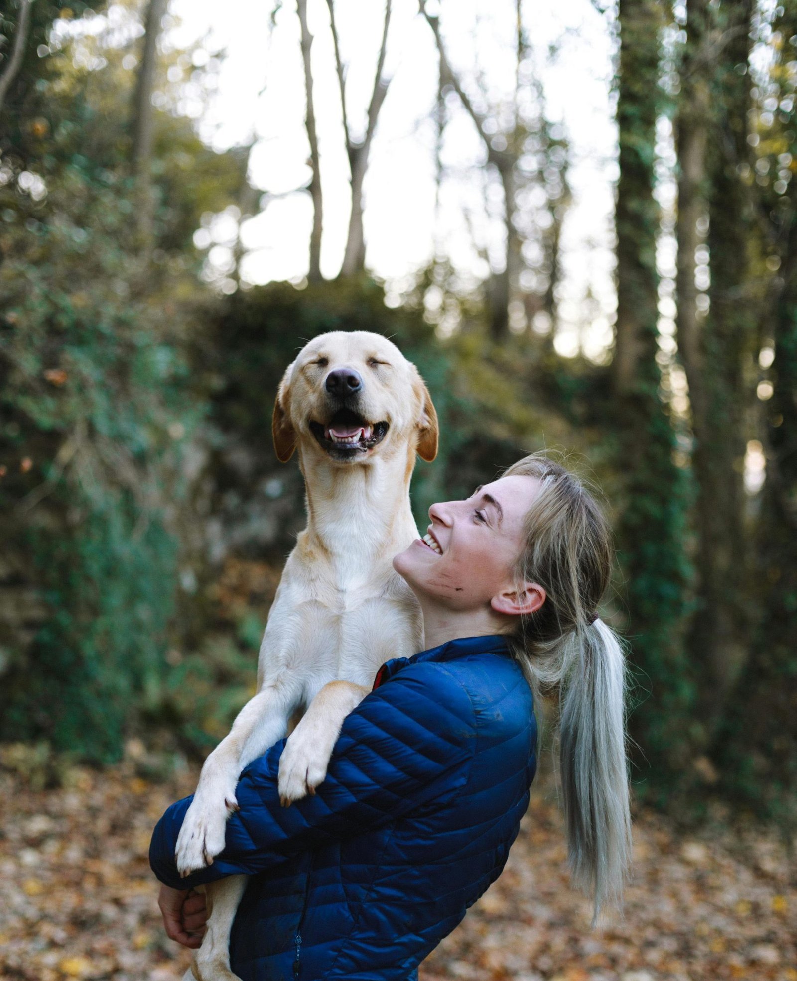 Dog receiving veterinary monitoring for elevated liver enzymes
