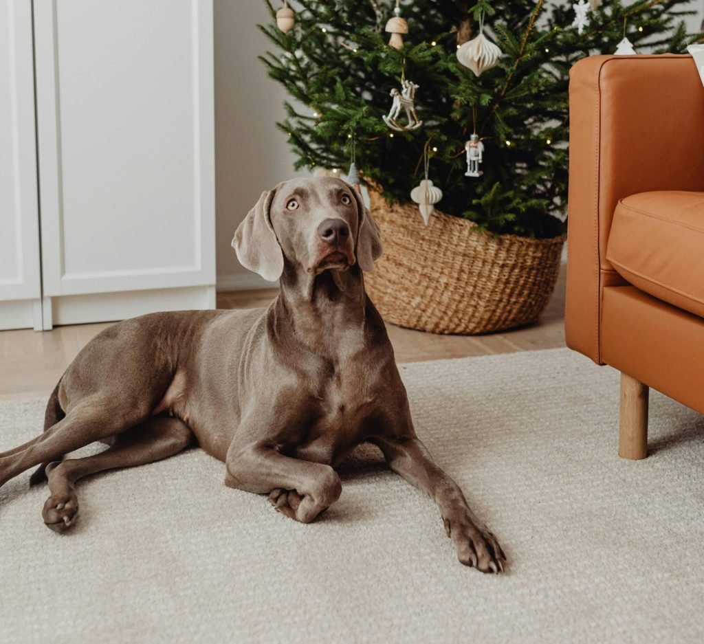 dog christmas tree