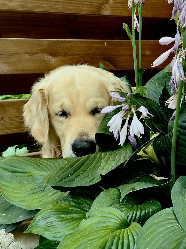 dog plant