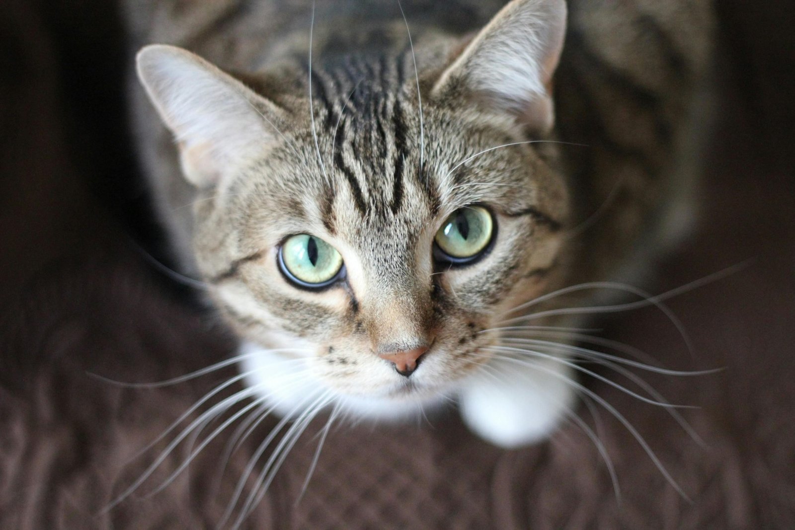 Cat peeing outside the litter box may need a veterinary check