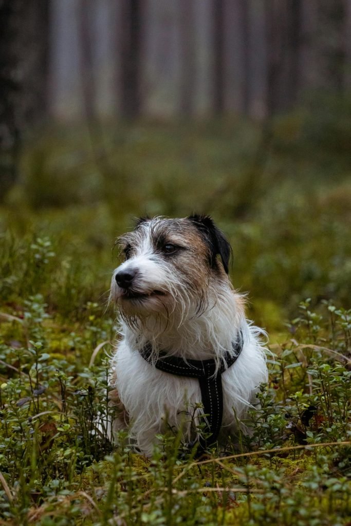 dog in forest