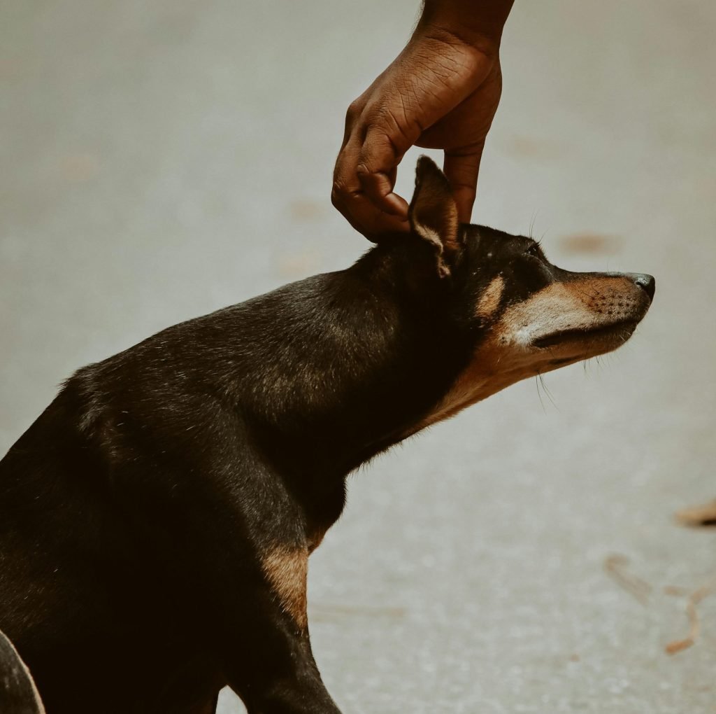 dog scratching