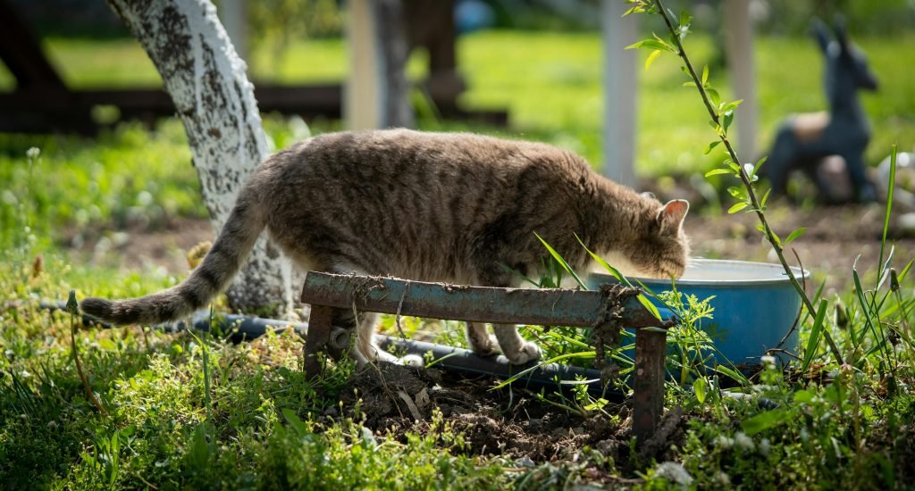 Photo by Lubomir Vladikov: https://www.pexels.com/photo/cat-on-green-grass-eating-on-a-blue-bucket-11931737/