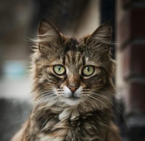pexels-osmifotografie-35327565
