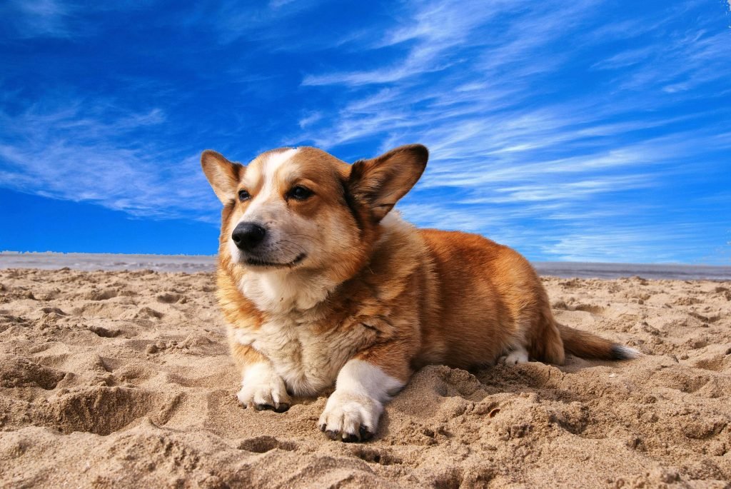 Dog resting while an owner asks why does my dog have diarrhea