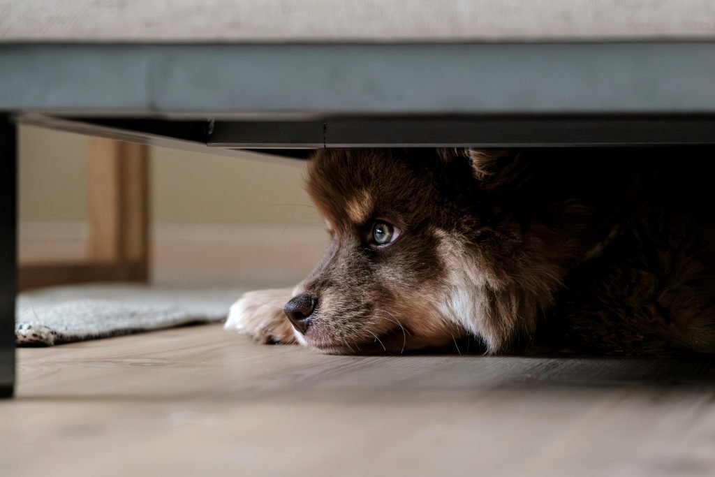 dog hiding