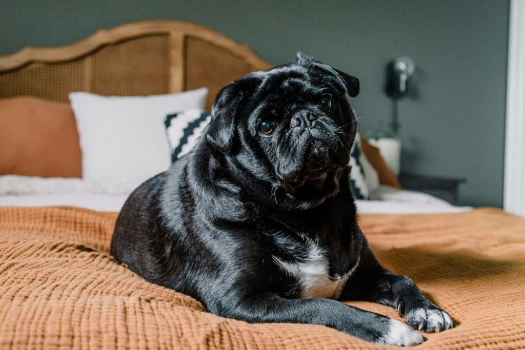 Best diets for dogs with elevated liver enzymes meal planning