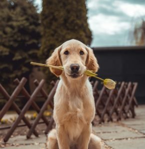 Why Does My Dog Have Diarrhea? Causes and When to Worry