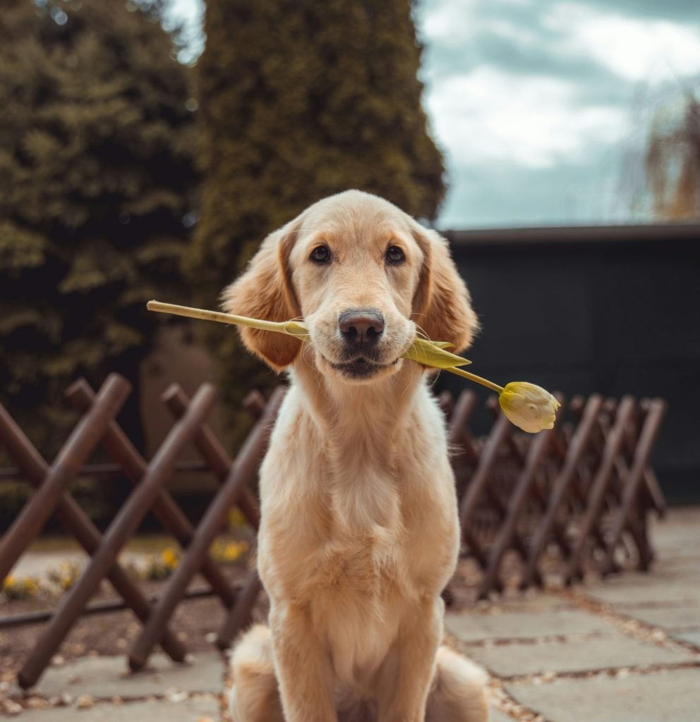 Why Does My Dog Have Diarrhea? Causes and When to Worry