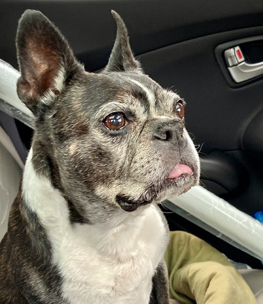 cognitive dysfunction in dogs causing confusion at home