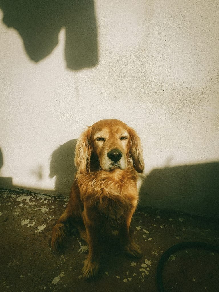 Signs Your Dog Is Becoming a Senior and What Vets See Early