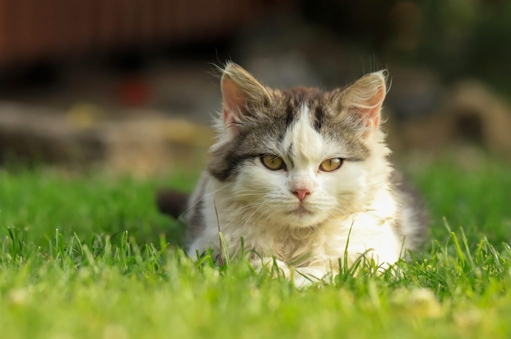 Portrait of a young kitten looking directly at the camera