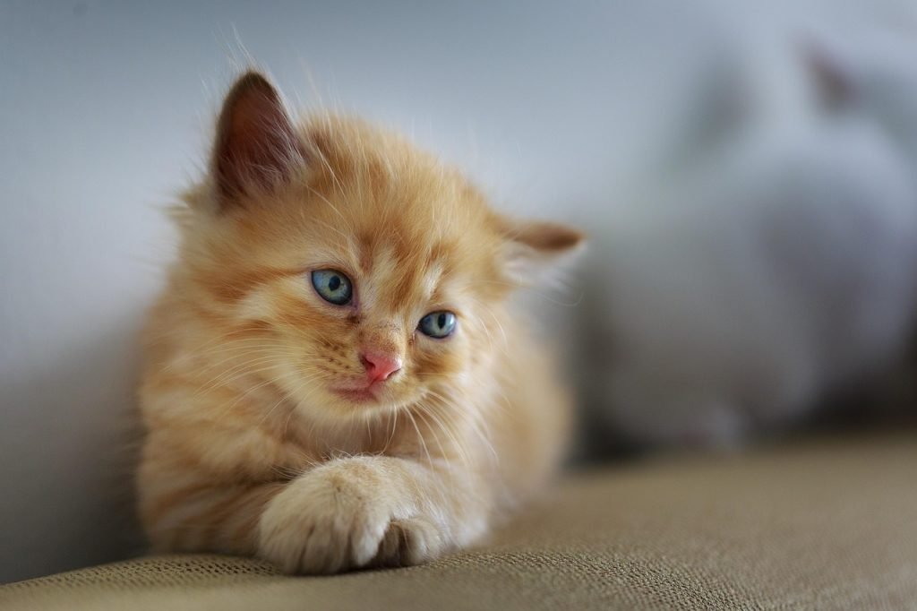 cat, sad, cute, small, animal, sweet, pet, kitten, young, furry, feline, brown cat, brown pets