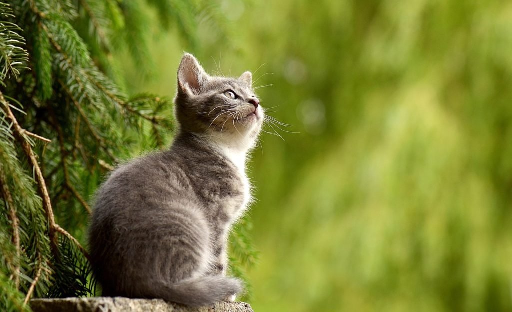 cat, young animal, kitten, gray cat, gray kitten, feline, nature, pet, curious, animal, mammal, animal world, portrait, cat portrait