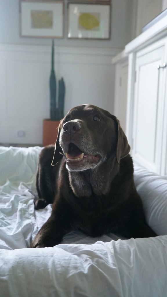 Dog resting comfortably at home