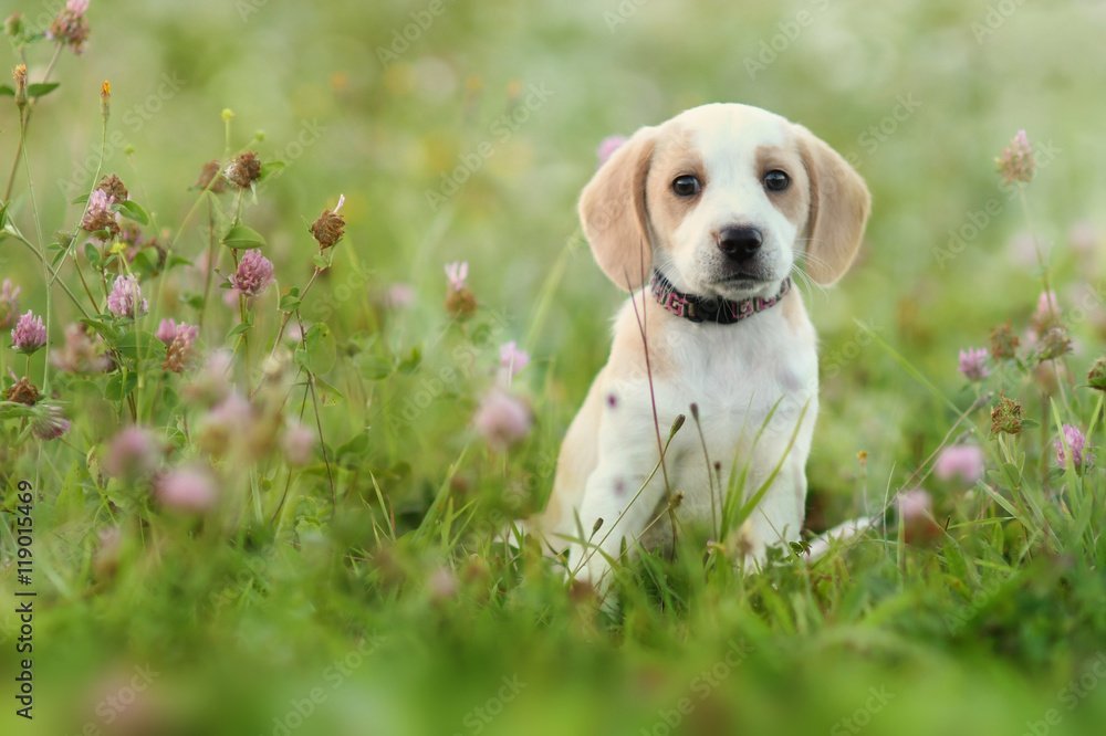Cute beagle dog puppy