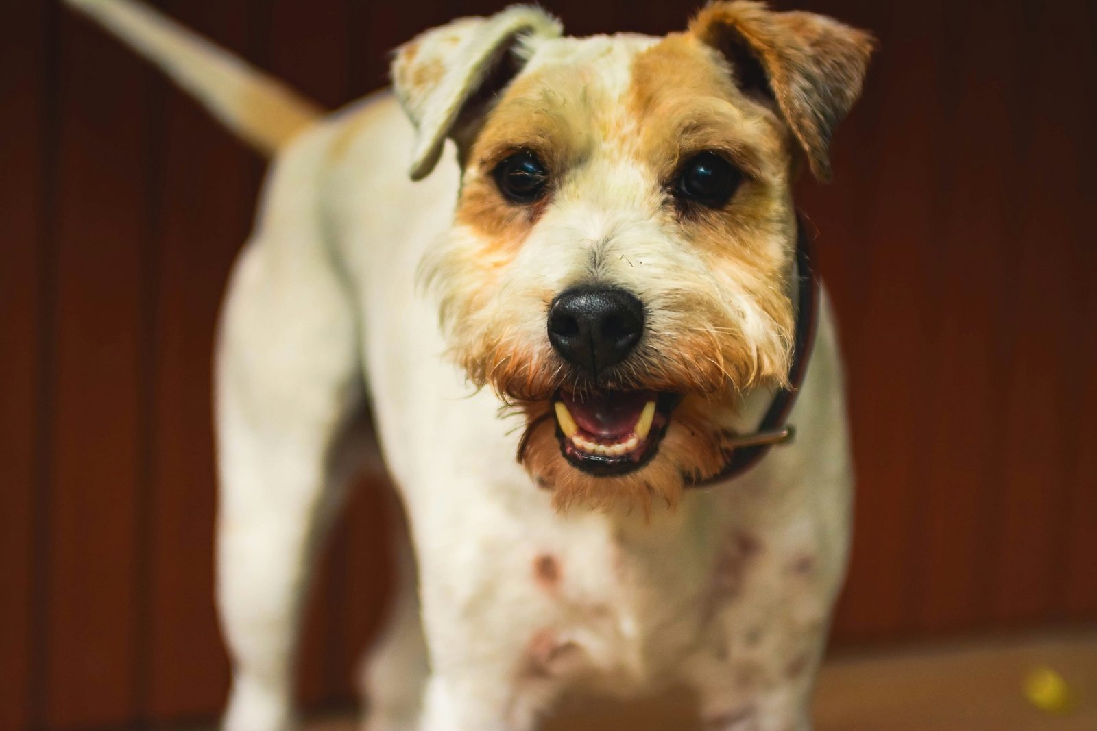 A healthy dog at rest -- most everyday calcium fluctuations are benign
