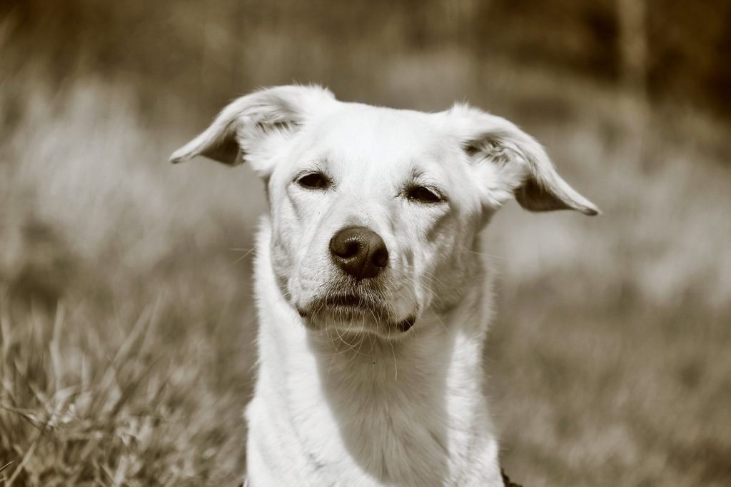 dog head, dog, monochrome, snout, animal, dog look, nature, nose, pet, domestic animal