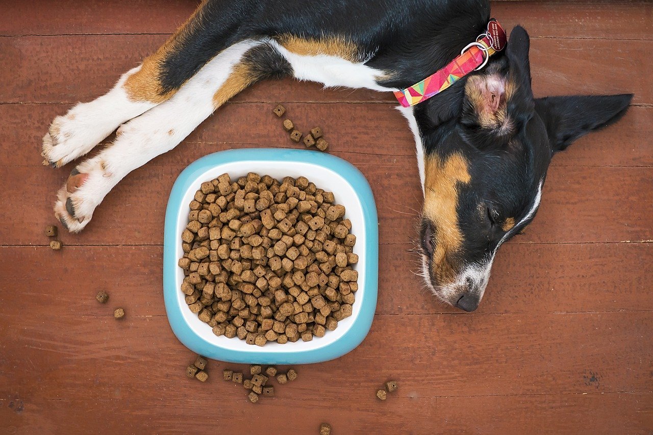 A dog resting beside its food bowl -- a recent meal is a common, harmless reason glucose reads high