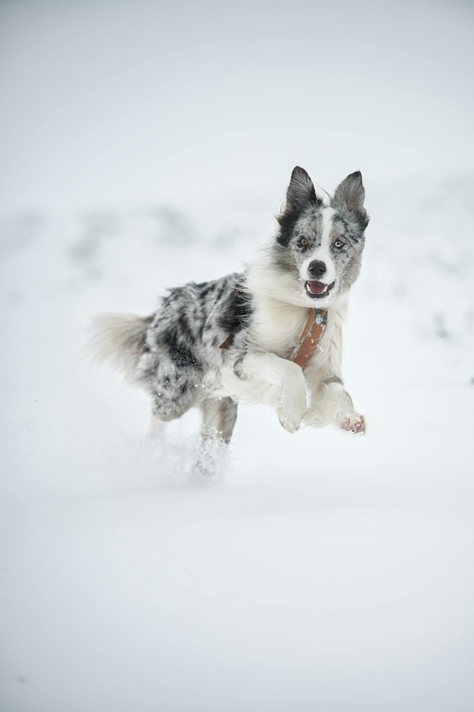 Energetic border collie playing in snowy landscape