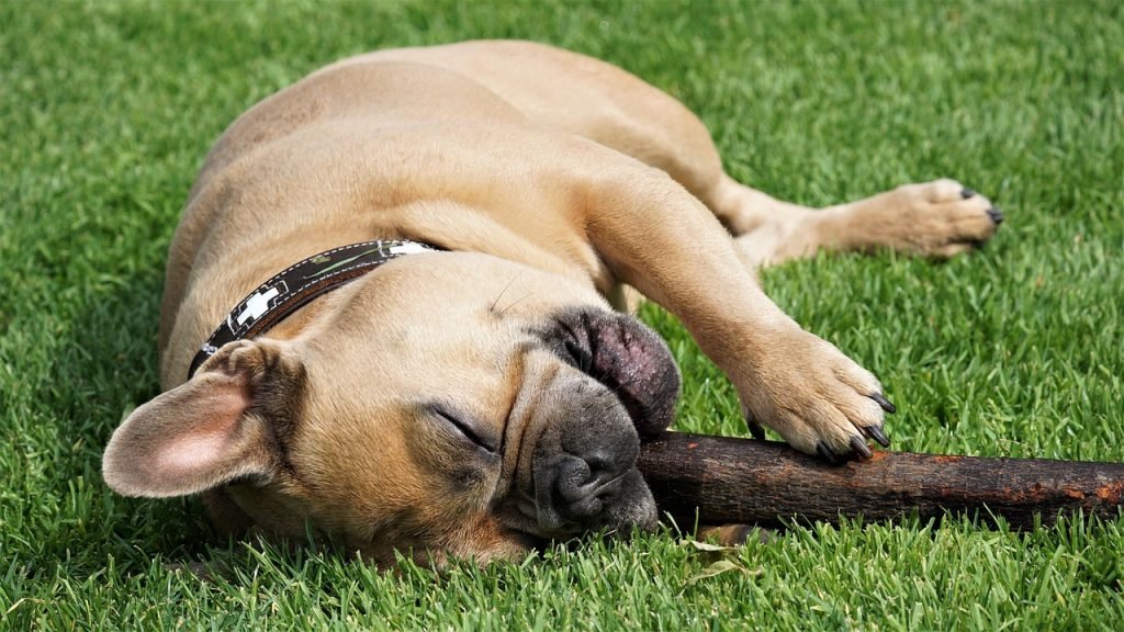 french bulldog, stick, lawn, dental care, chew, pet, wood, paws, claw, dog, portrait, animal portrait, loyal friend, nature, strong, cute, relaxed, member of the family, garden, outdoors, to play, lie, emotions, animal, love