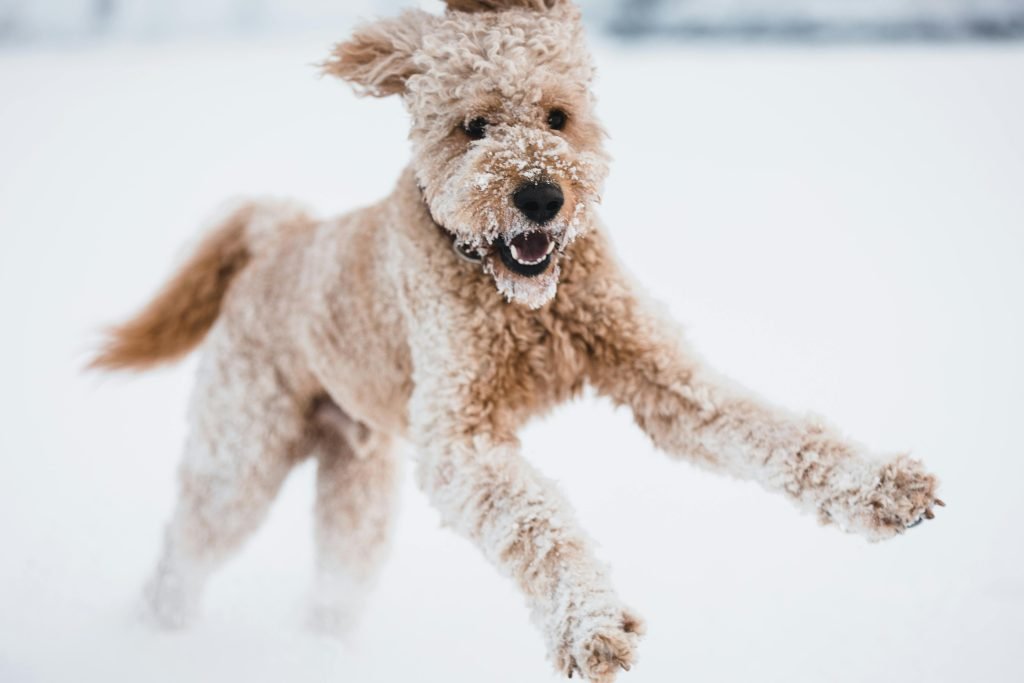 Funny dog running in snow