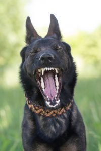 german shepherd, dog, animal, yawn, sleepy, yawning, yawning dog, dog teeth, black dog, black fur, pet, canine, dog portrait, animal portrait, animal photography The Best Dog Dental Explained by a Vet