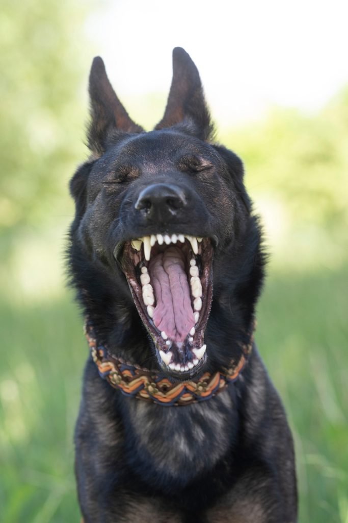 german shepherd, dog, animal, yawn, sleepy, yawning, yawning dog, dog teeth, black dog, black fur, pet, canine, dog portrait, animal portrait, animal photography The Best Dog Dental Explained by a Vet
