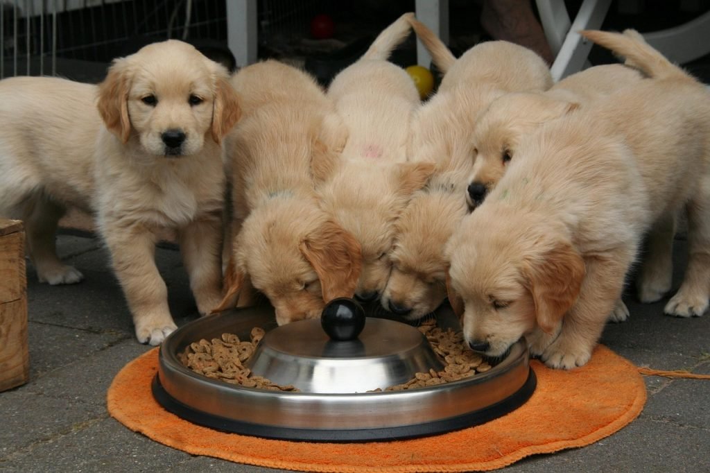 Golden retriever puppy eating from a bowl