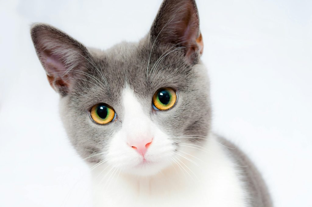 Grey and white short fur cat