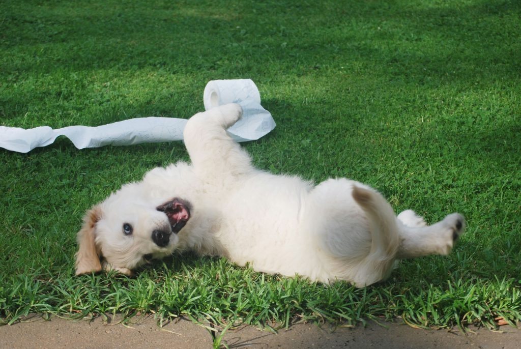 happy dog