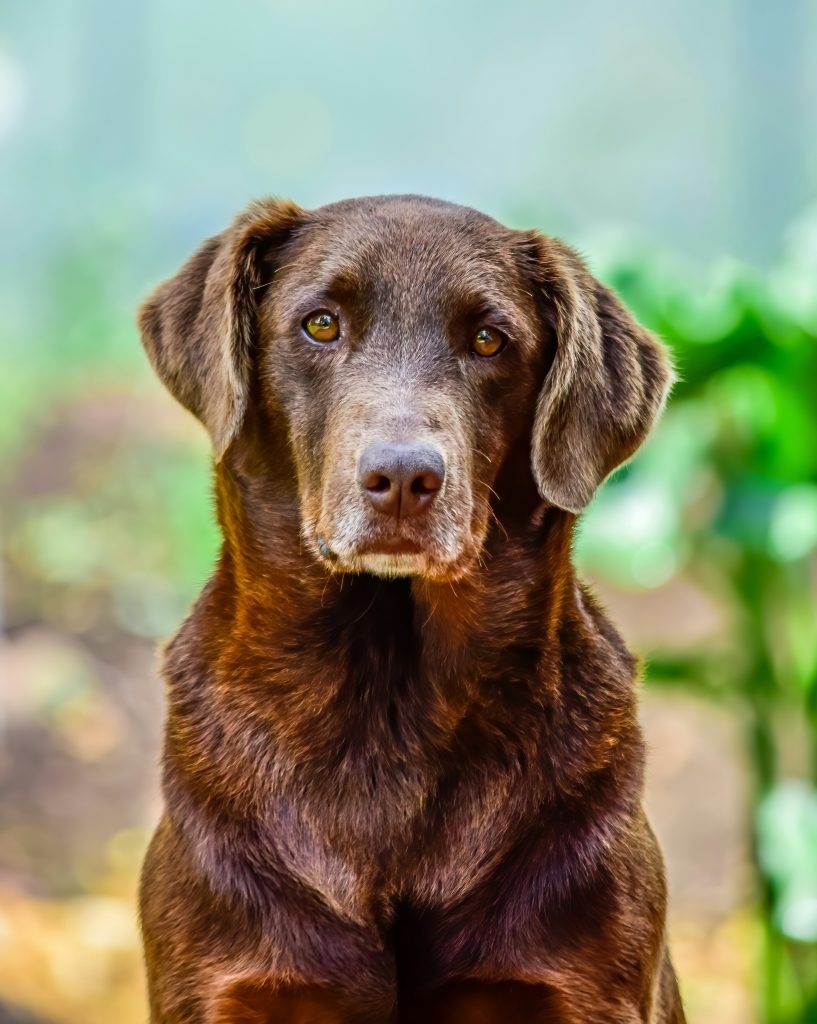 Signs Your Dog Is Becoming a Senior and What Vets See Early