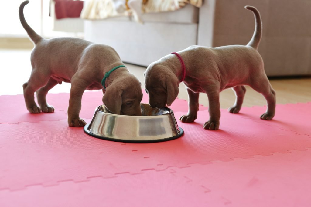 Puppy food for healthy growth shown with a young puppy
