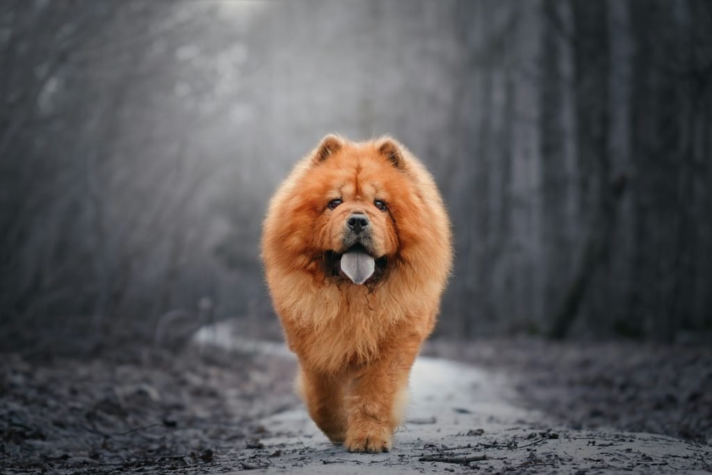Signs Your Dog Is Becoming a Senior and What Vets See Early