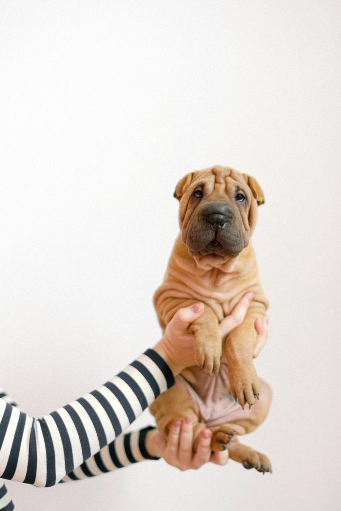 Person in black and white striped long sleeve shirt holding a brown short coated dog