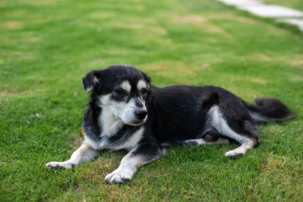Senior dog resting comfortably in a calm, familiar spot at home