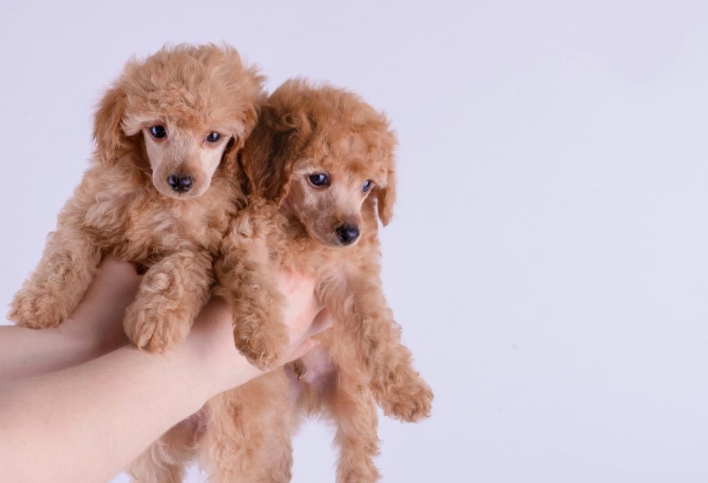Puppy Food for Healthy Growth: Top 5 Picks