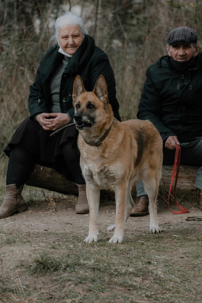 Senior dog with a worried, uncertain expression that may signal pain, confusion, or another problem worth a vet visit