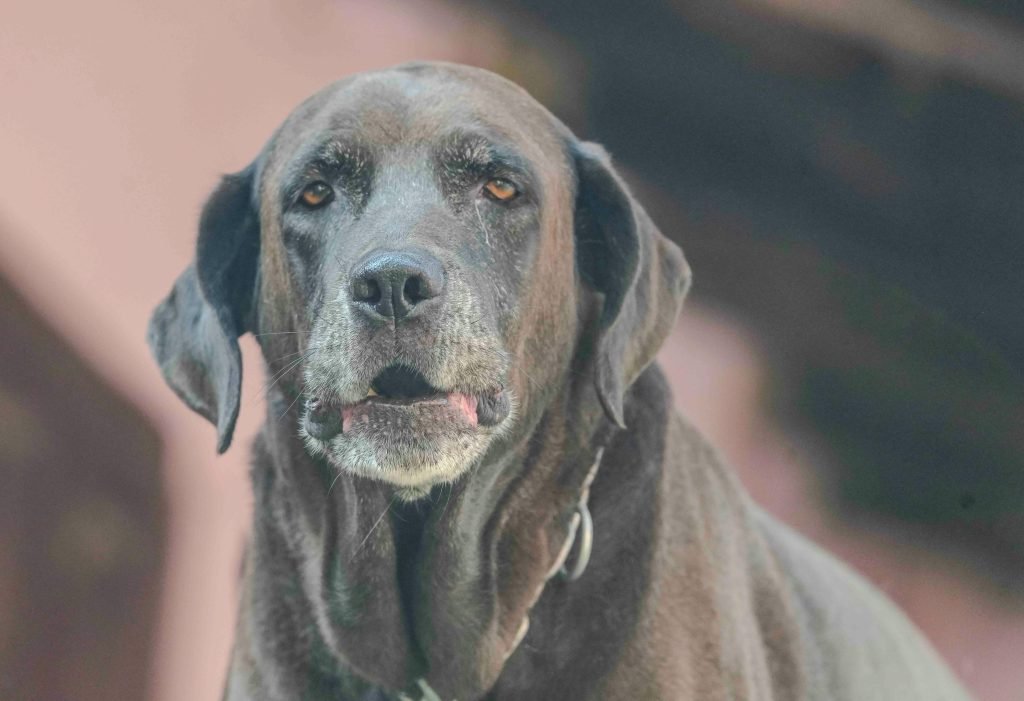 Senior dog resting peacefully at home, reflecting a good quality of life with supportive care